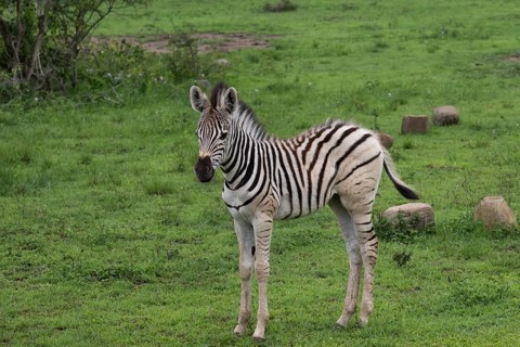 Plains zebra