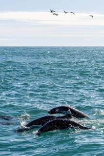 South American sea lions