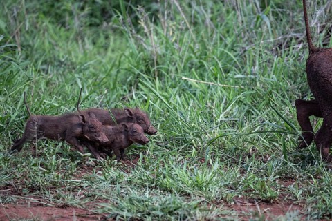 Common warthog