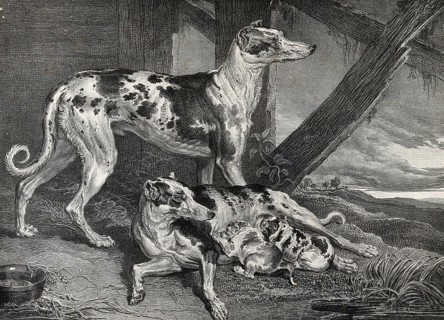 Dogs