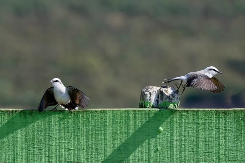 Courtship display of a couple of Masked Water-Tyrant