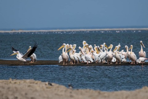 Great white pelican