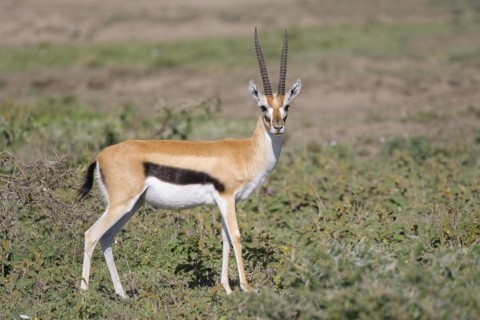 Serengeti thomson's gazelle