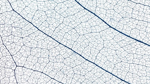 Flat lay translucent leaf texture
