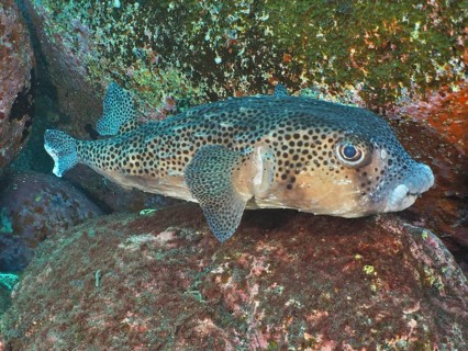 Porcupinefish