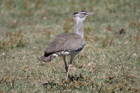 Kori bustard