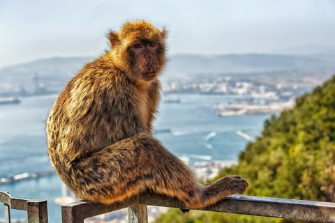 Barbary macaque