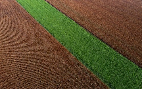 Drone view of a brown maize field with a green meadow strip