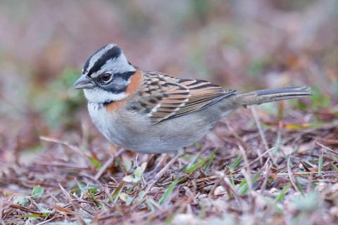 Rufous-collared Sparrow