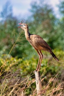 Red-legged Seriema