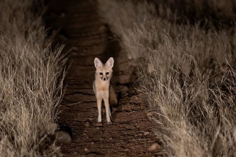 Cape fox