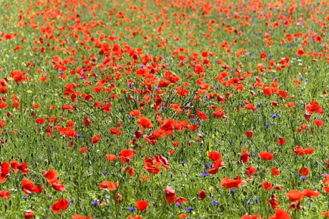 Poppy flowers