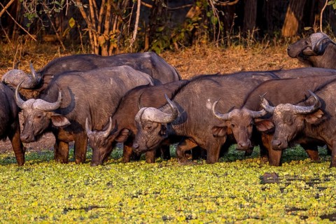 African buffalo