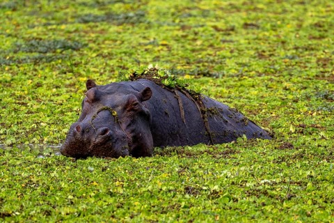 Hippopotamus