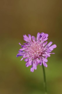 Pincushion flower