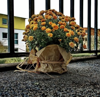 A winter aster as the last autumnal flower decoration on a balcony