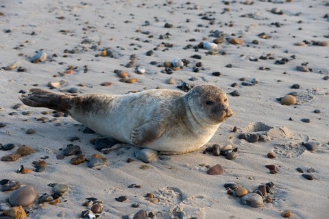 Seal on the beach