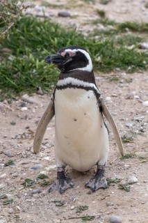 Magellanic penguin