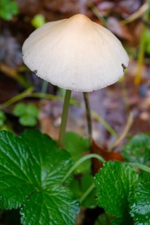 Yellow-white helminth