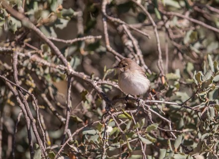 Marico flycatcher