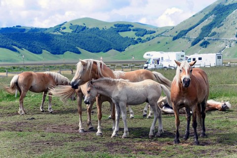 Haflinger horses and others