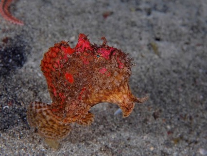 Dorsal spot frogfish
