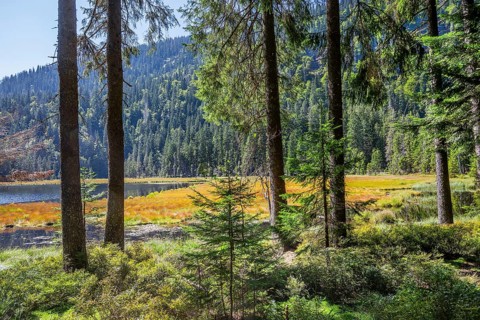 Nature reserve Grosser Arbersee with lake wall 1340m