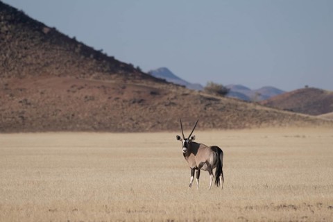 Oryx