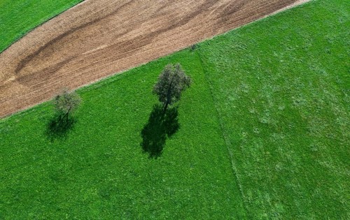 Drone image of two trees casting shadows on a green meadow with a mown maize field