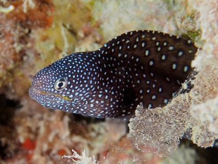 Starry moray