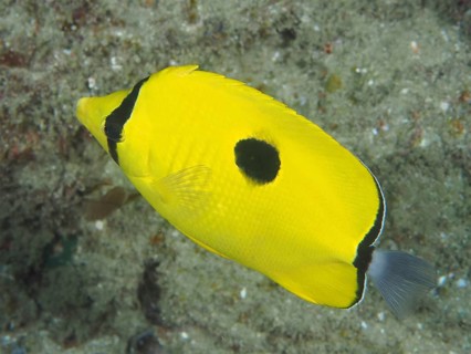 Yellow teardrop butterflyfish