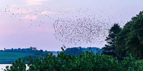 A flock of starlings or common starlings