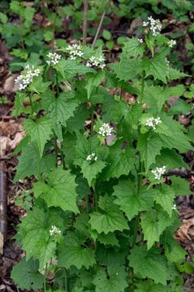 Flowering garlic mustard