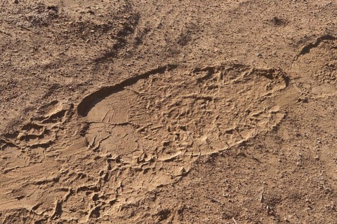 Footprint of desert elephant