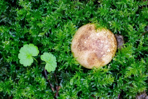 Earthball