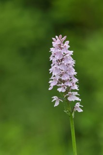 Moorland spotted orchid