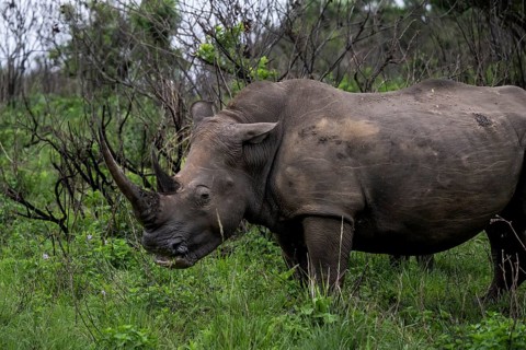 White rhinoceros