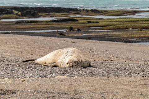 Southern elephant seal