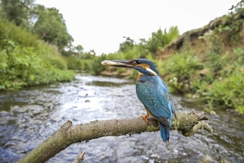 Common kingfisher