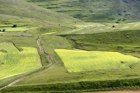 Piano Grande plain