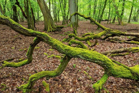 Near-natural deciduous forest