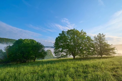 Meadow