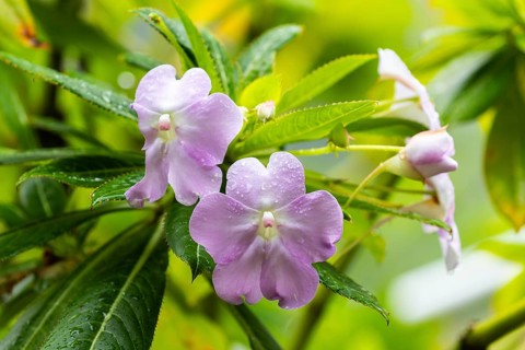 Impatiens sodenii