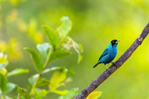 Capped Ashbird