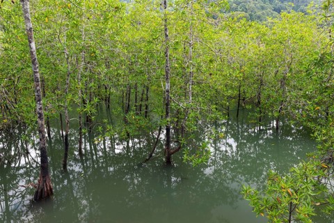 Mangrove forest