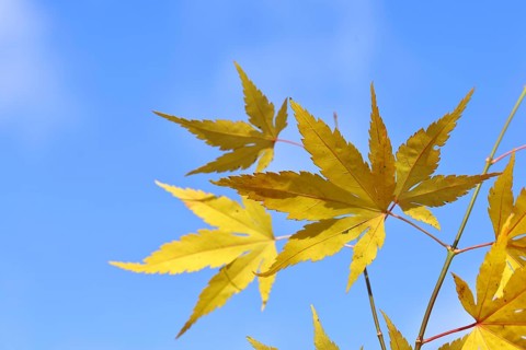 Japanese fan maple