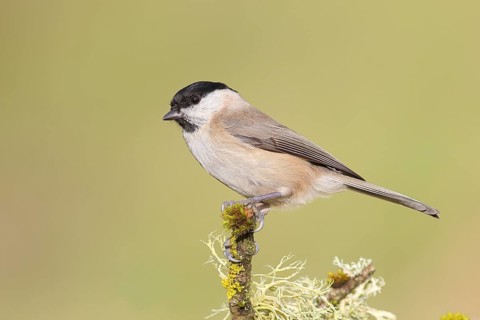 Marsh tit