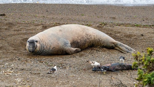 Southern elephant seal