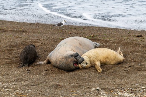 Southern elephant seals