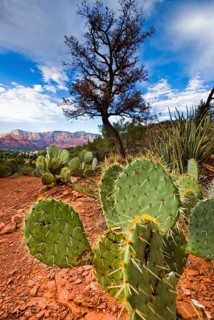 Cacti